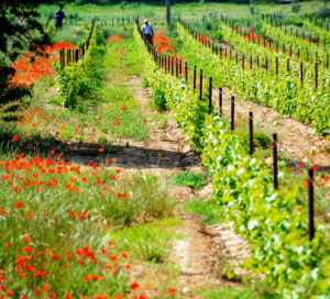 terroir de bellegarde