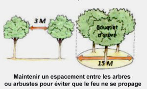 maintenir un espacement entre les arbres