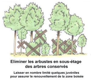 Eliminer les arbustes en sous étages